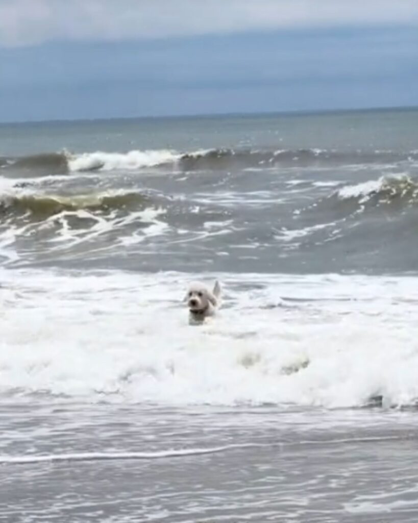 the dog runs on water