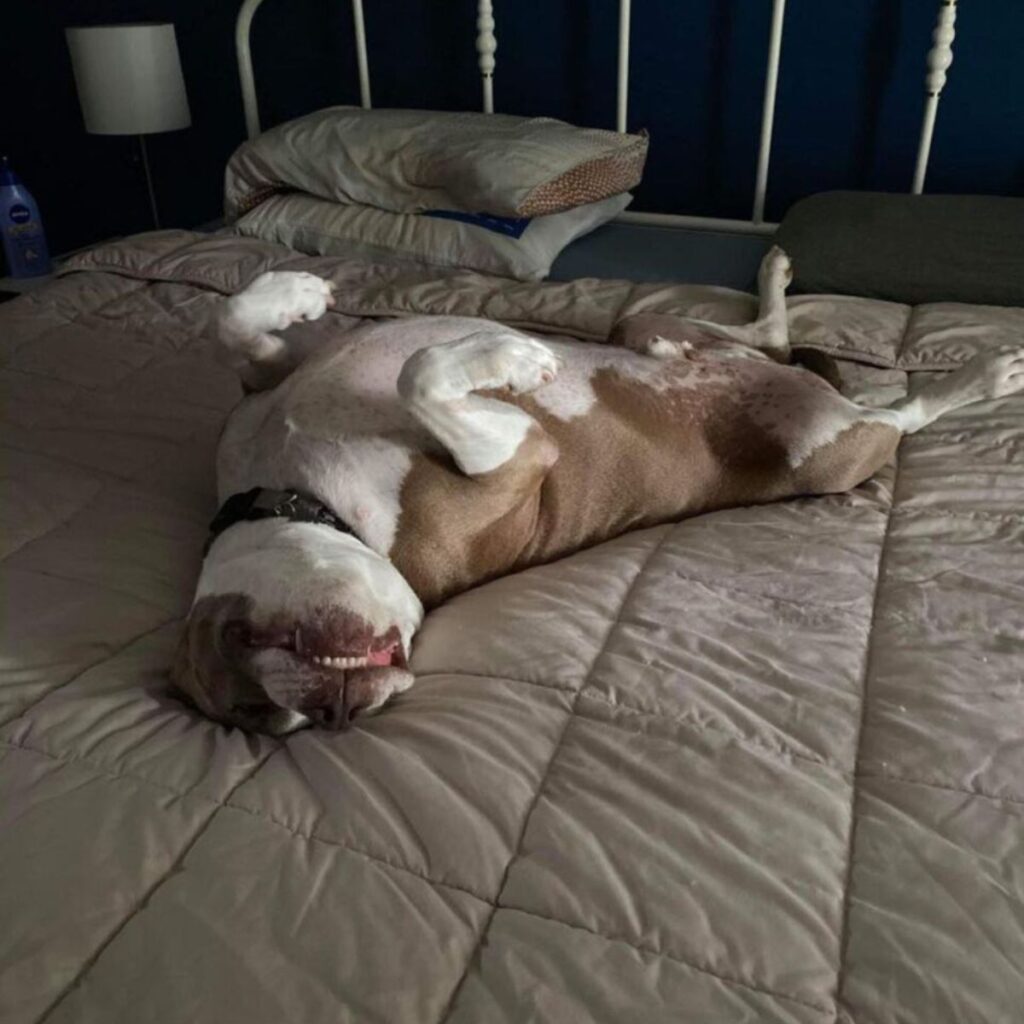 the dog sleeps on its back