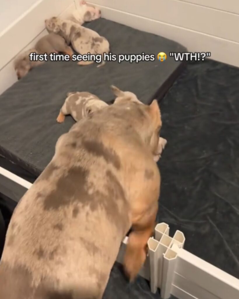 the dog sniffs the puppies lying on the bed