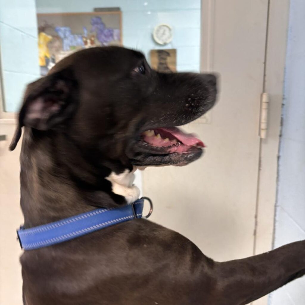 the dog stands on its hind legs