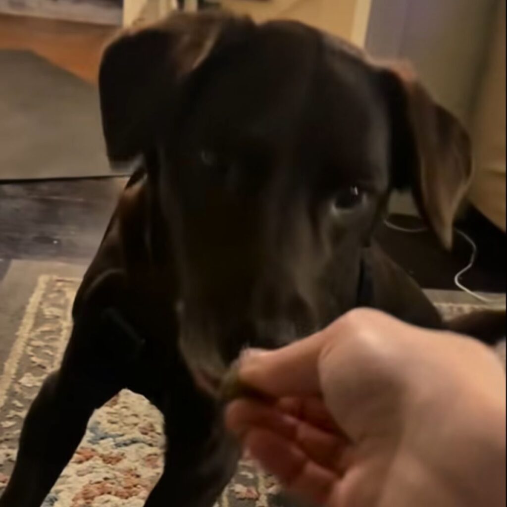 the dog takes food from the woman's hand