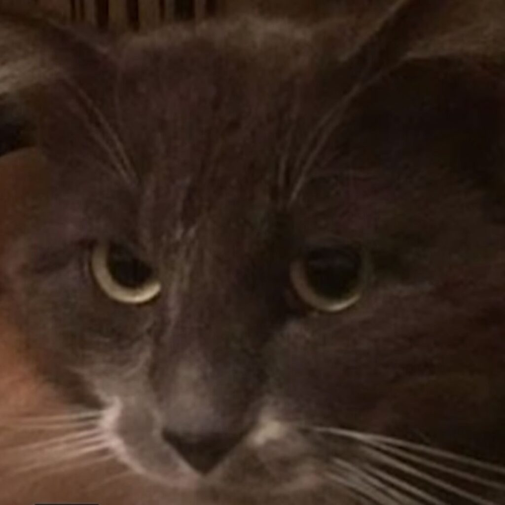 the gaze of a cat with green eyes