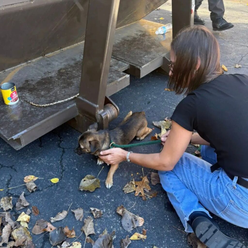 the girl is holding a dog on a leash