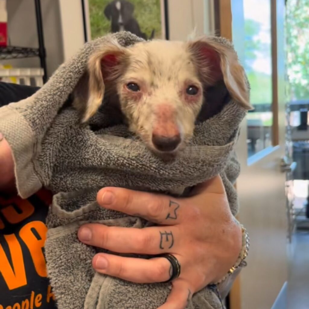 the girl is holding a sick dog wrapped in a towel