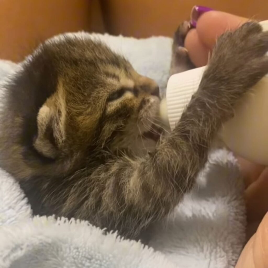 the kitten drinks milk put its paws on the bottle