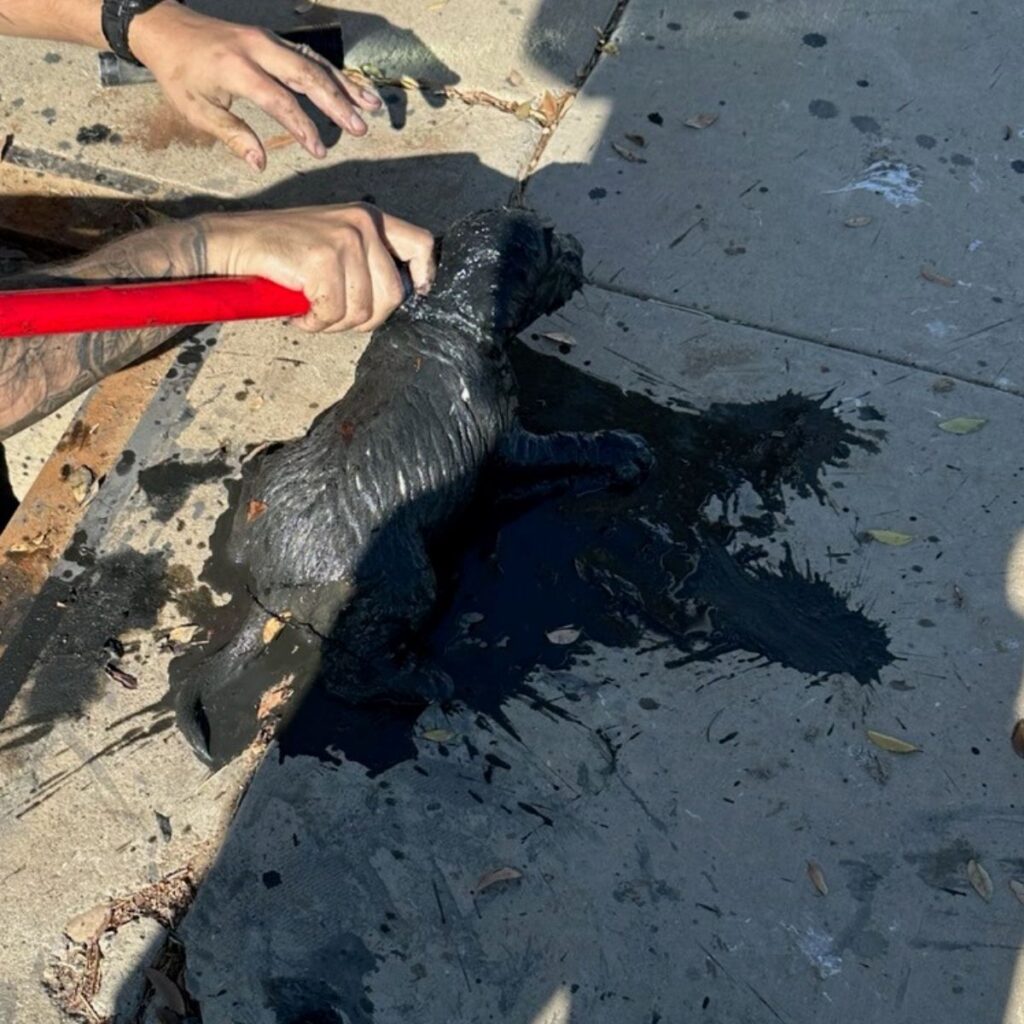 the kitten pulled out of the septic tank is sitting on the pavement