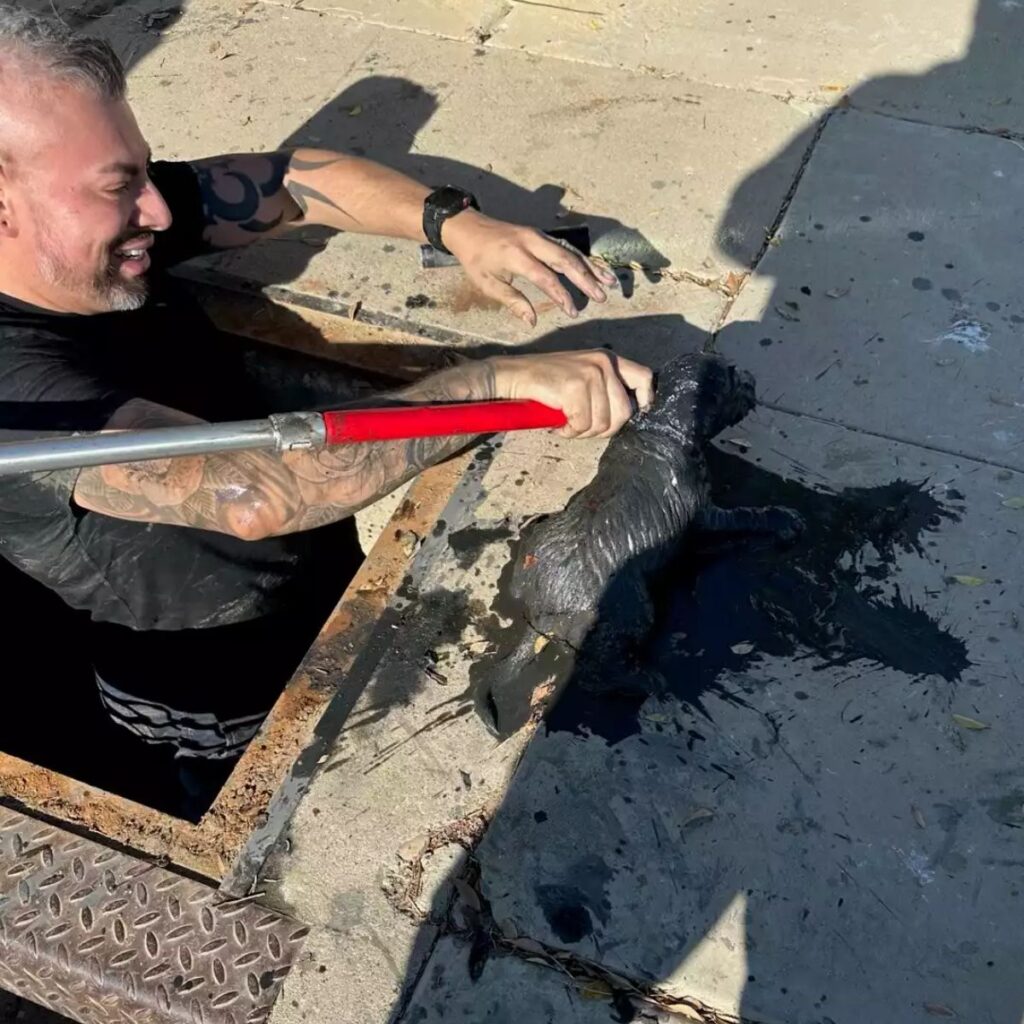 the man pulled the kitten out of the septic tank