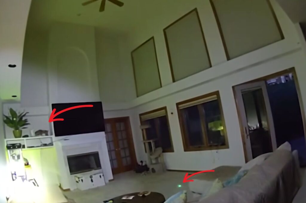 the video recorder records the cat's actions