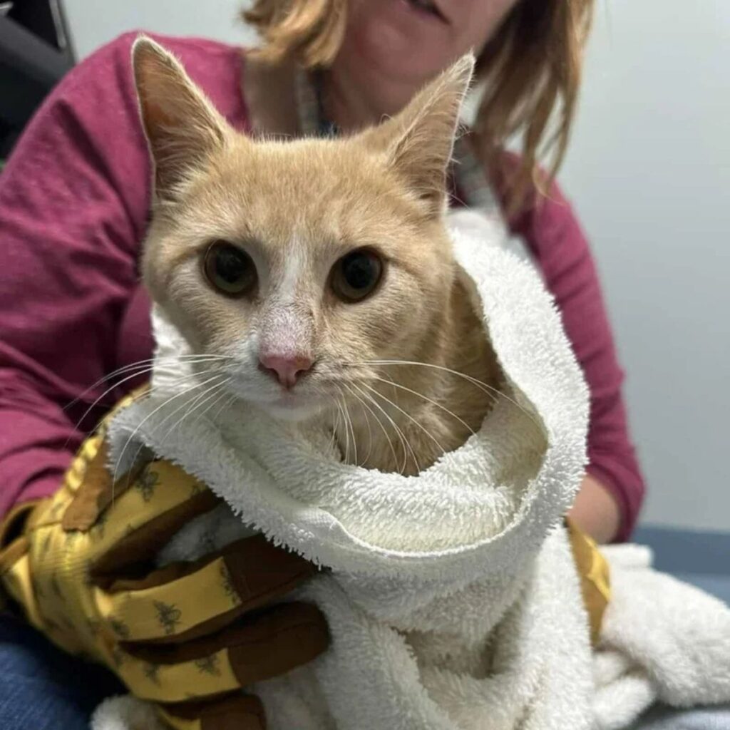 the woman wrapped the cat in a towel