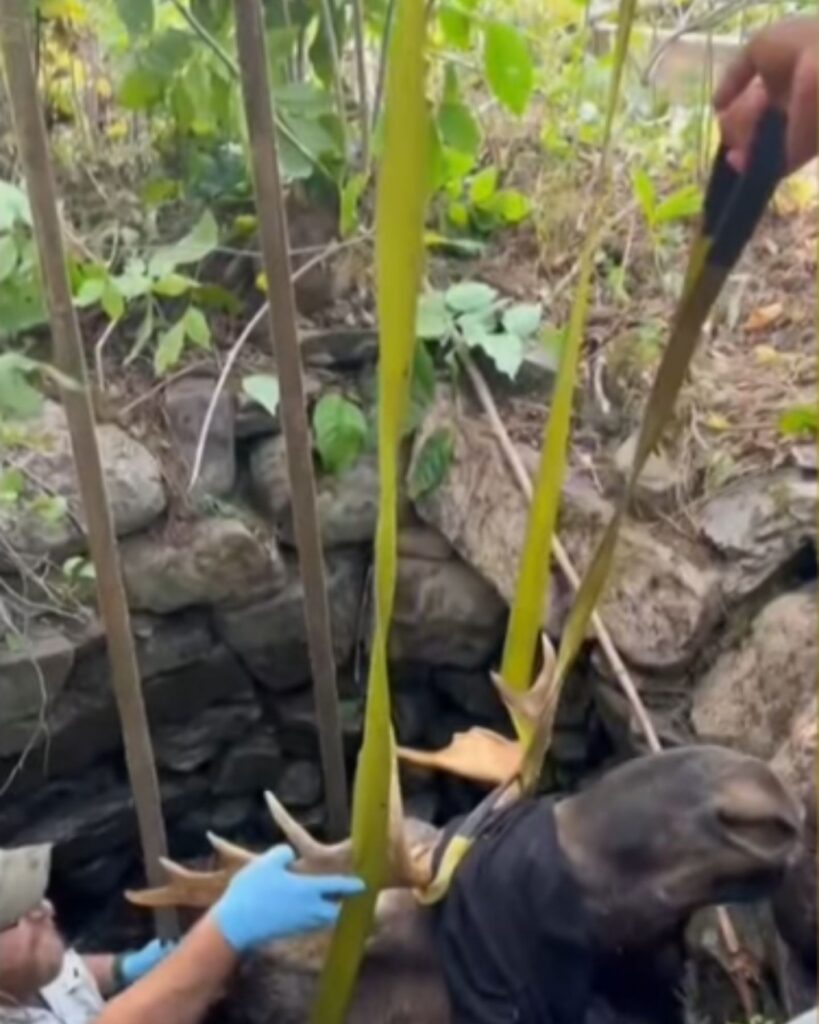 they tied the moose to its horns to pull it out