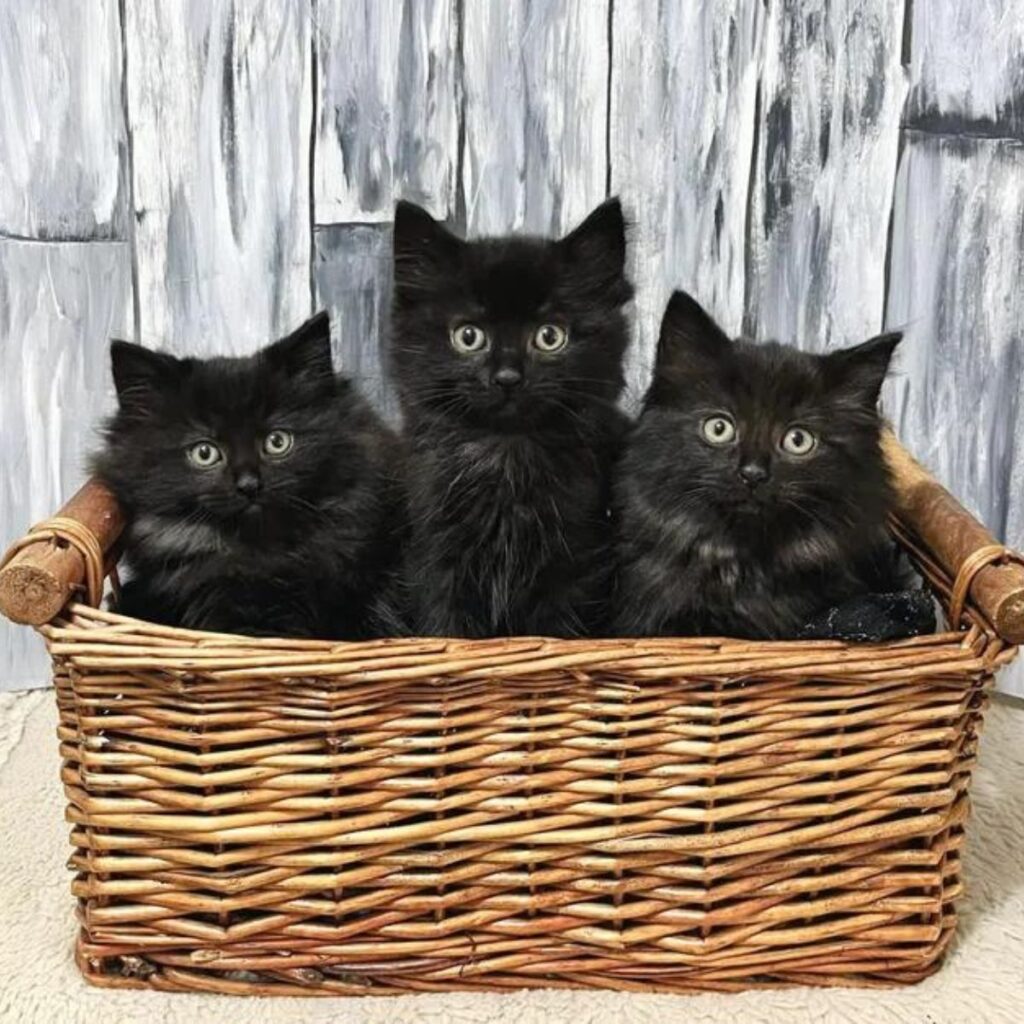 three black kittens in a basket