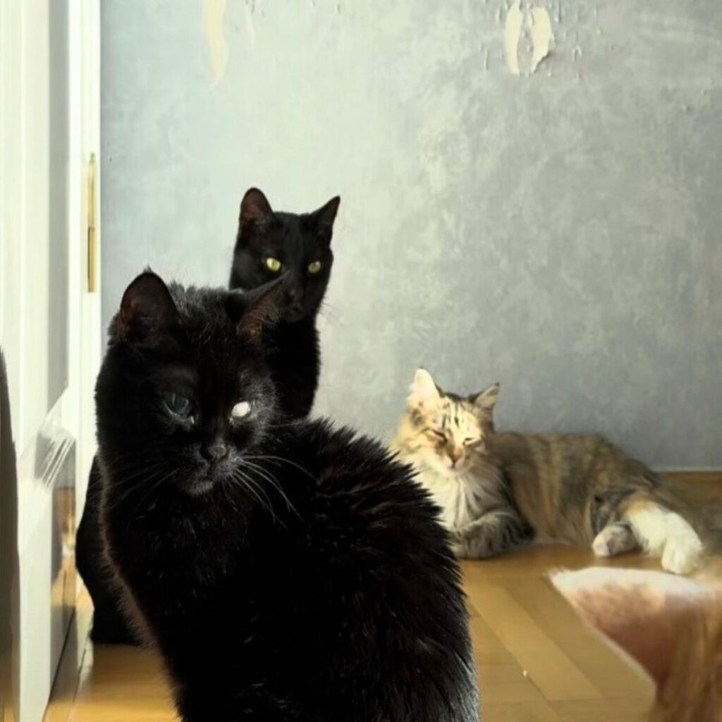 three cats are sitting