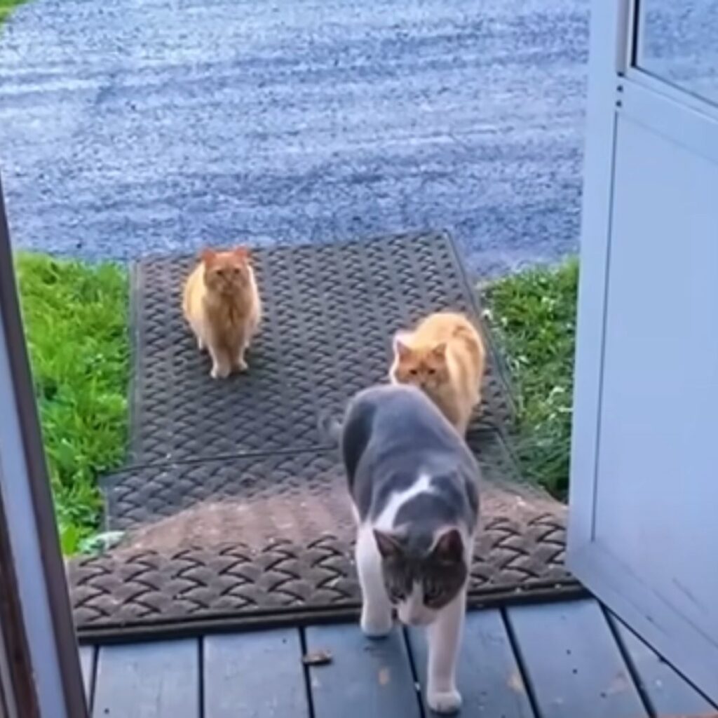 three cats in front of the front door