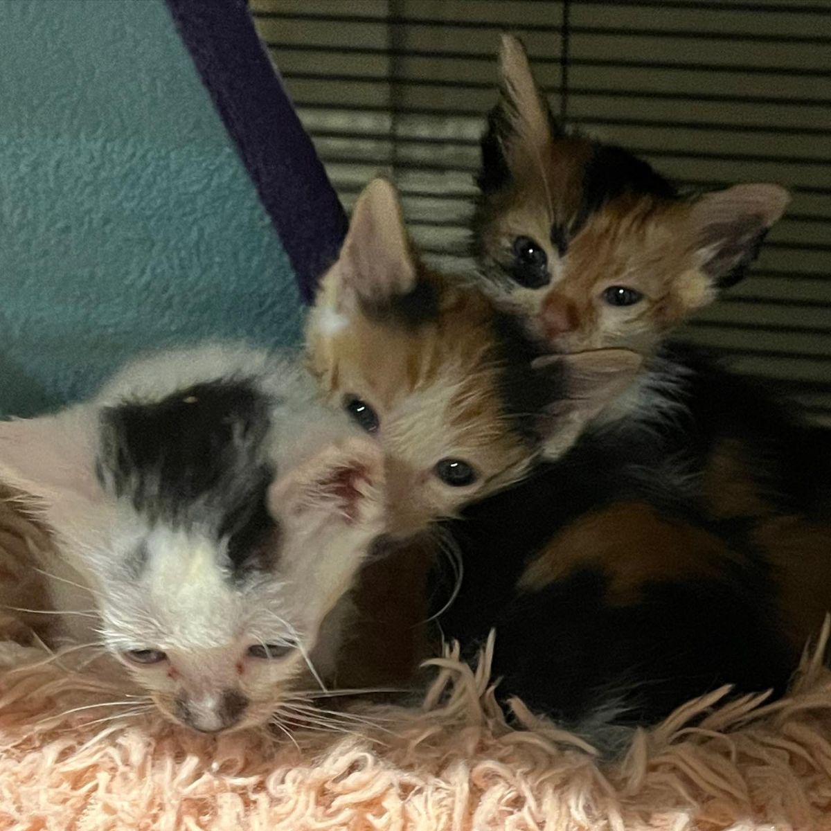 three cute kittens
