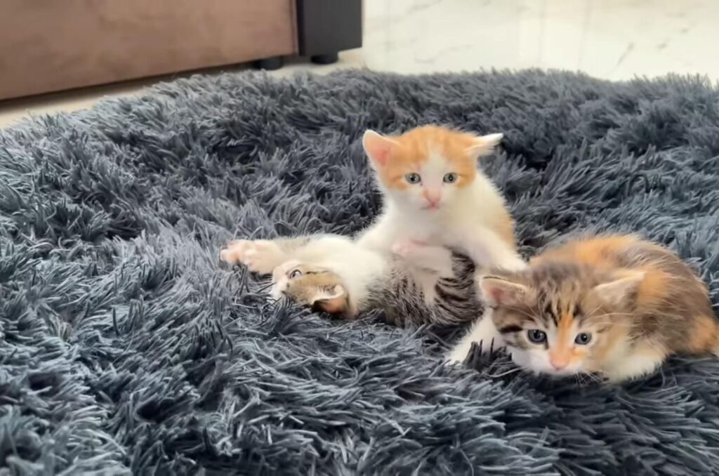 three cute kittens on the carpet