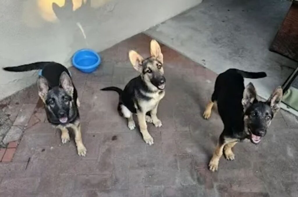 three dogs