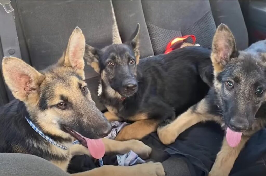 three dogs are lying on the car seat