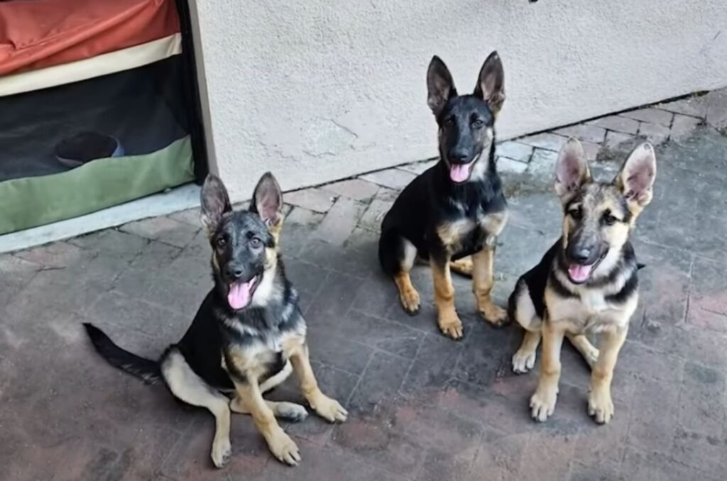three dogs are sitting on the sidewalk