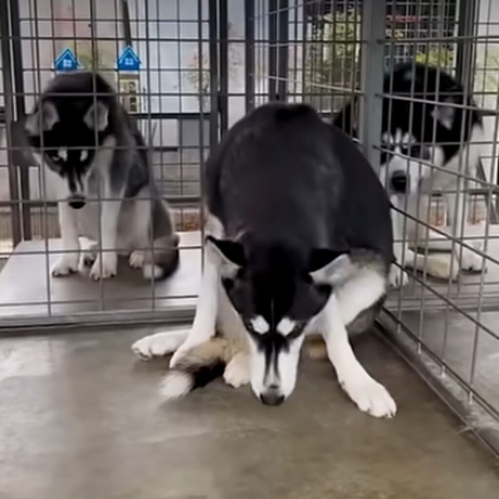 three huskies in cages