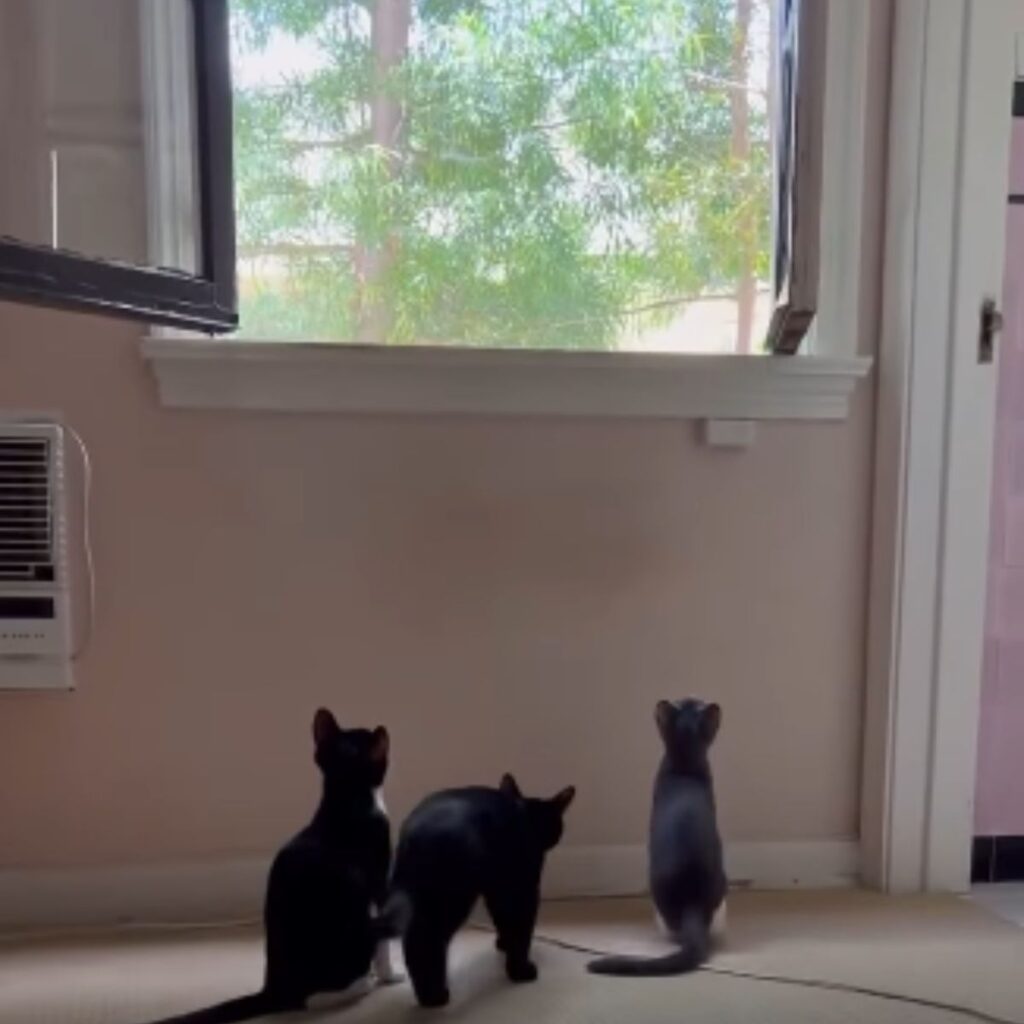 three kittens looking at the open window