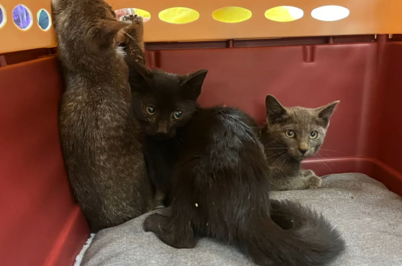 three rescued kittens