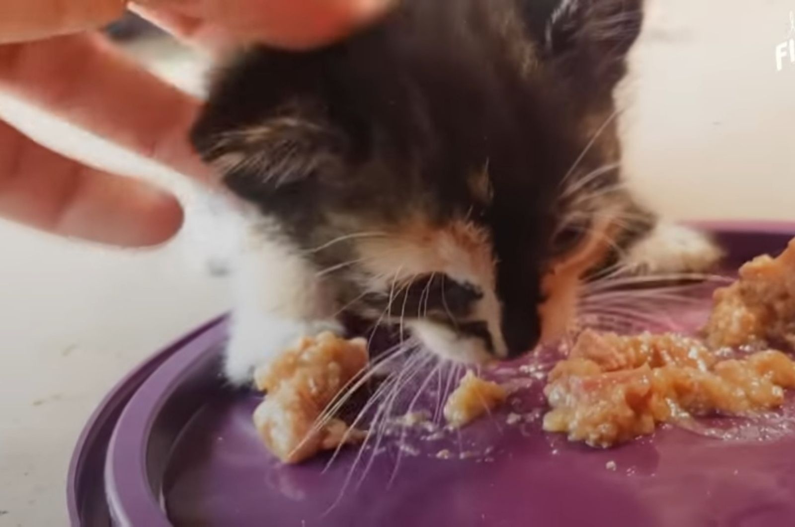 tiny kitten eats