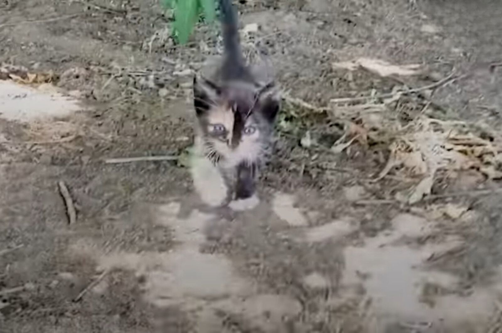 tiny kitten in the bush