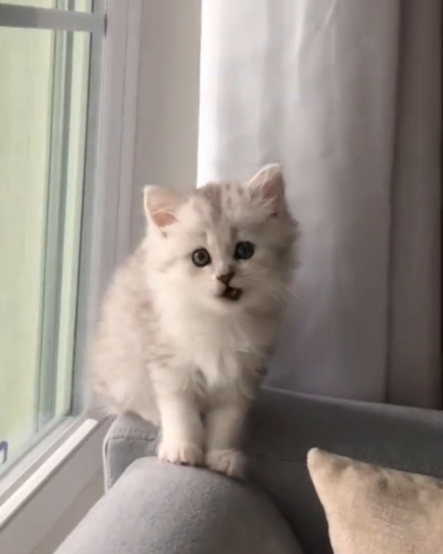 tiny white kitten in the house