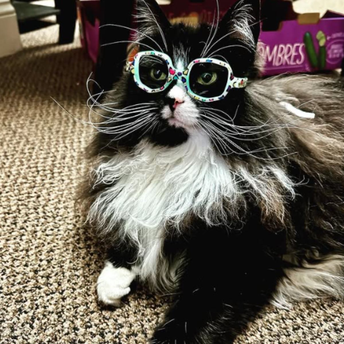 too funny cat with glasses