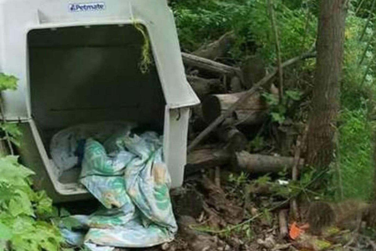 transporter in the wild