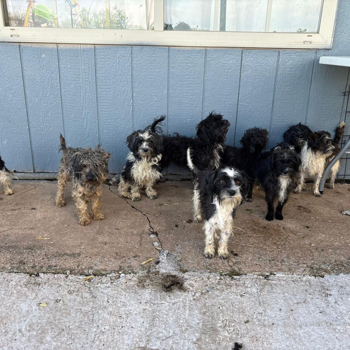 twelve sweet puppies