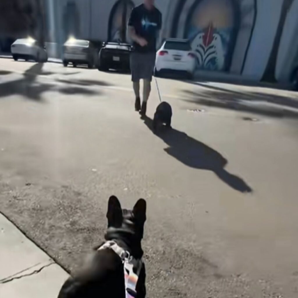 two French bulldogs approaching each other