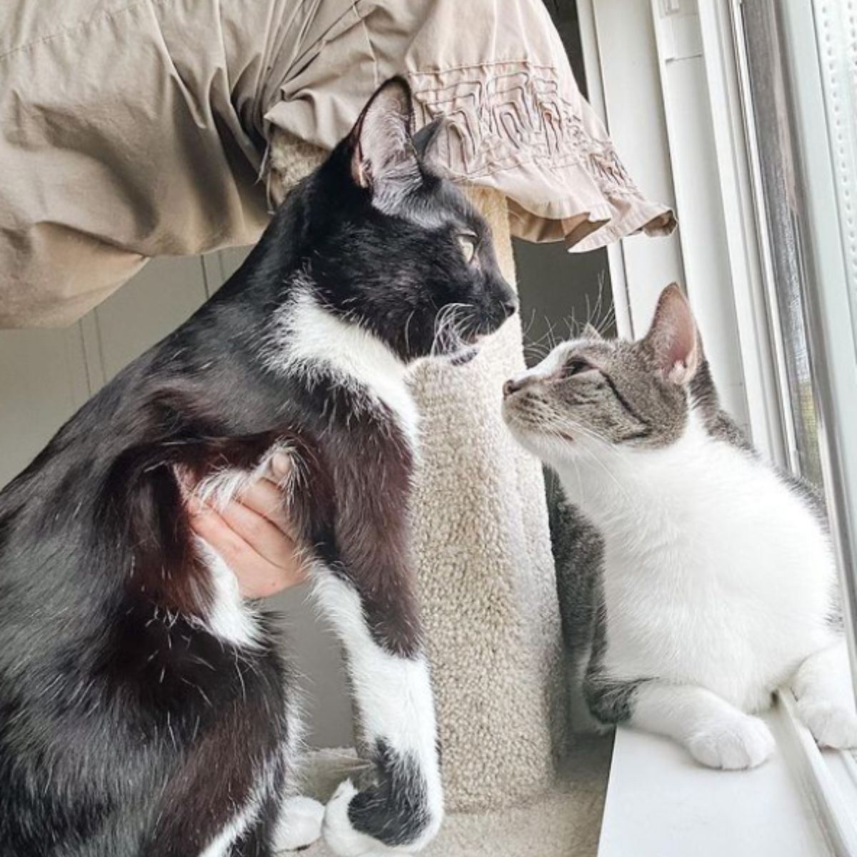 two adorable cats sniffing each other