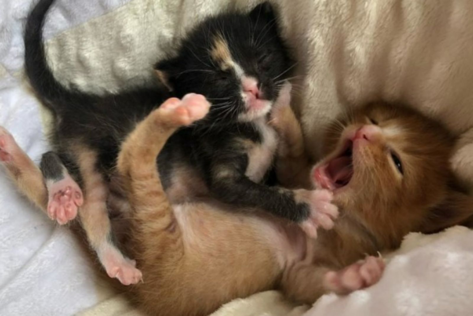 two adorable little kittens