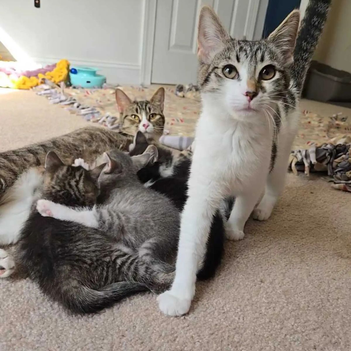 two adult cats and babies