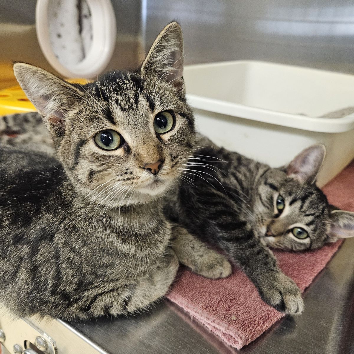 two beautiful tabby cats