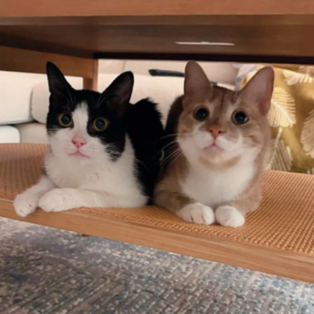 two big-eyed cats