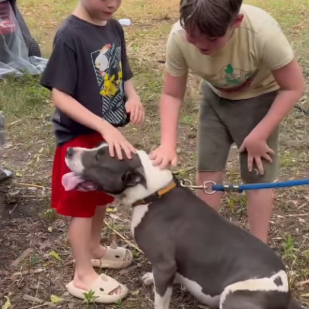 two boys petting a dog on a leash