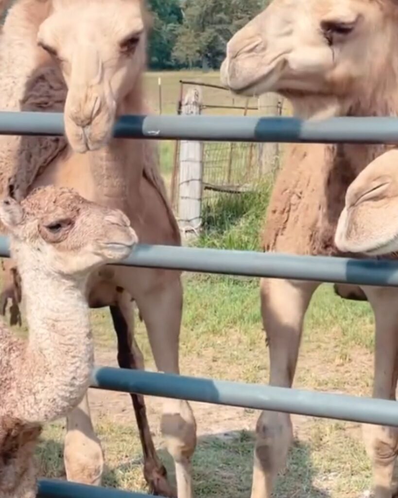 two camels look over the fence at a baby camel
