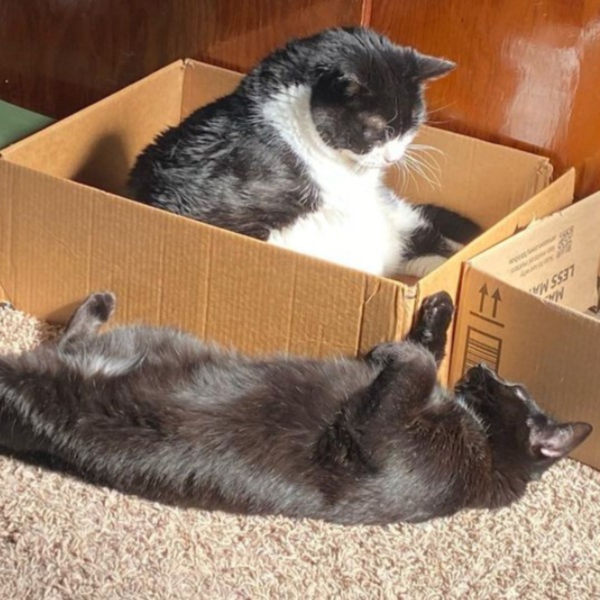 two cats and a box