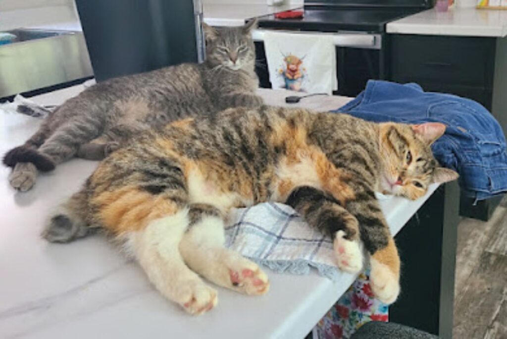 two cats are sleeping on the table