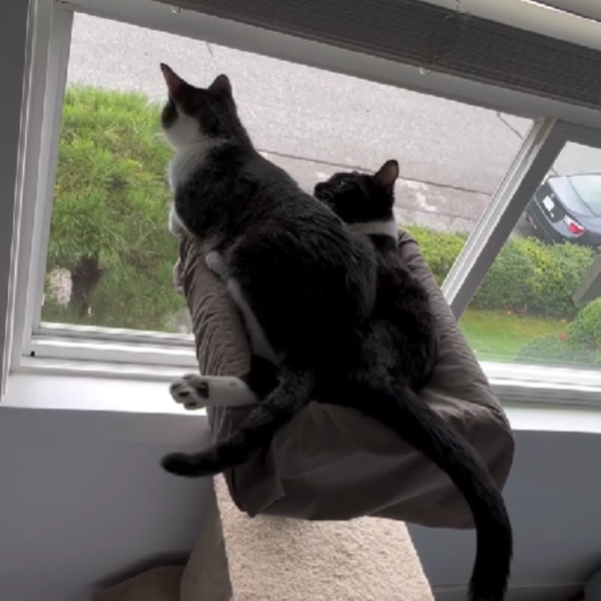 two cats lying down and looking out the window