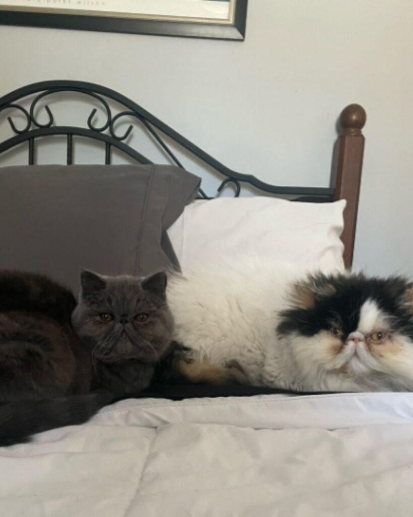 two cats on the bed