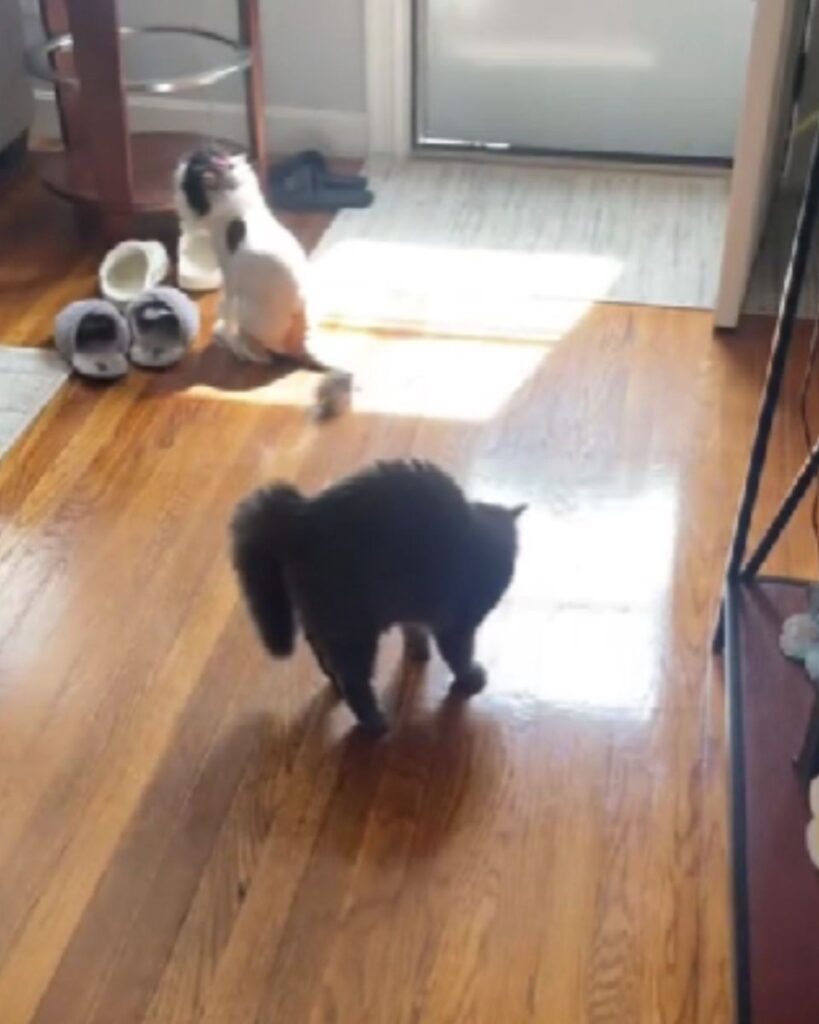 two cats on the laminate