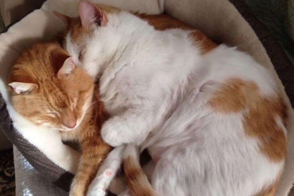 two cats sleeping next to each other