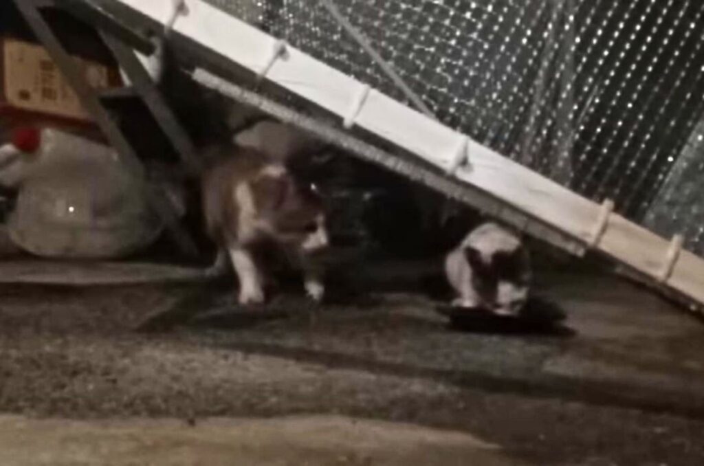 two cats under the eaves