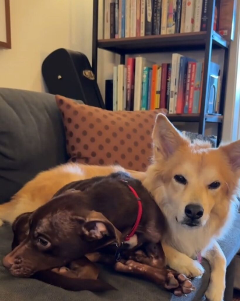 two dogs are lying on the couch
