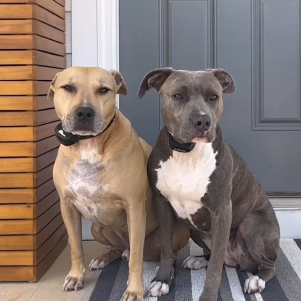 two dogs are sitting in front of the door