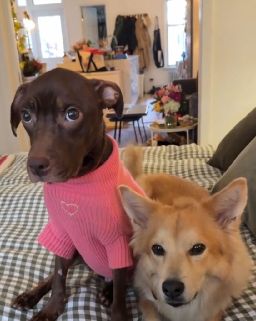 two dogs are sitting on the couch