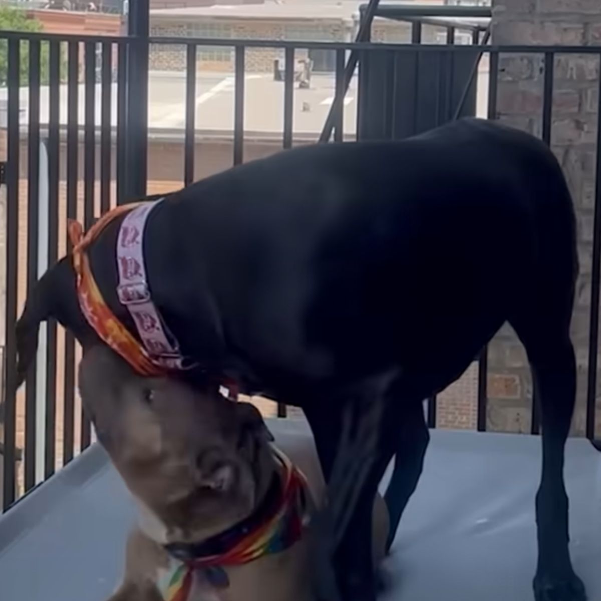 two dogs are sniffing each other
